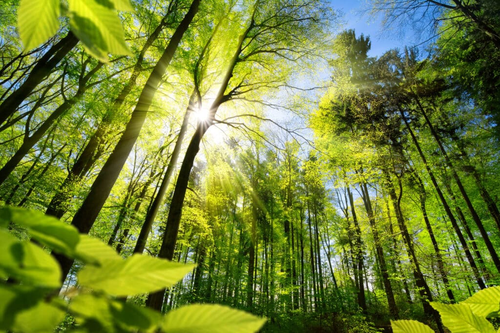 Sunlight filters through lush green leaves of tall trees in a dense forest, creating bright rays and a serene atmosphere. The blue sky is visible through the canopy, and fresh greenery fills the lower part of the image.