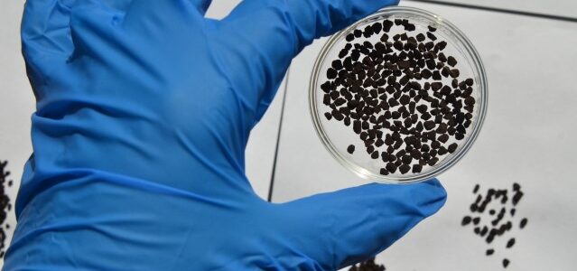 A hand in a blue glove holds a petri dish filled with small, dark seeds. The background shows scattered seeds on a white surface with black grid lines.