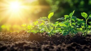 Young green plants sprouting from dark, rich soil under bright sunlight. Sun rays illuminate the leaves, creating a vibrant and fresh scene. The background is softly blurred, highlighting the plants in the foreground.