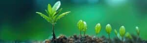 Close-up of a row of small green seedlings growing from soil, with dewdrops on their leaves. The background is softly blurred in shades of green, creating a serene and fresh atmosphere.